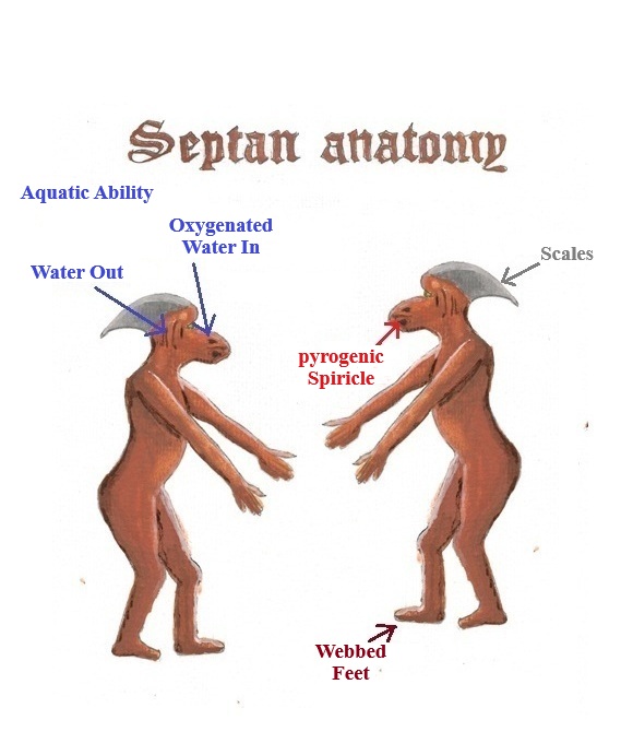 anatomy