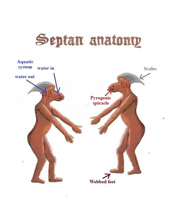 Septan Anatomy